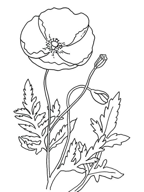 Carnation give your child a coloring sheet full of fun flower facts. Poppy Drawing Template at GetDrawings | Free download