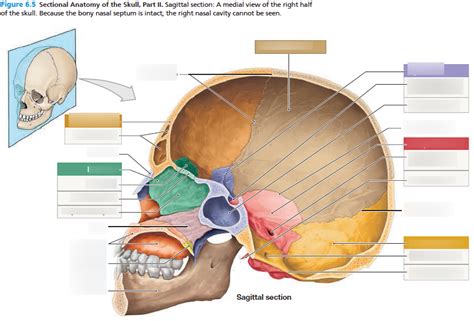 Skull Sagittal Section Diagram Quizlet