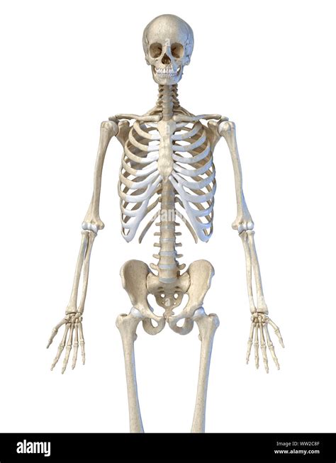 Front View Human Skeletal Cut Out Stock Images And Pictures Alamy