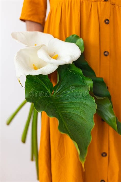 A Woman Holds A Bouquet Of Callas In Her Hands Stock Image Image Of