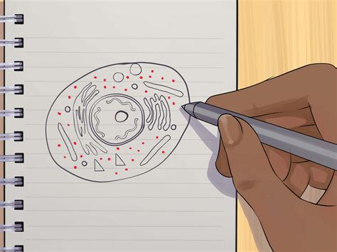 Https://tommynaija.com/draw/how To Draw A 3d Animal Cell Step By Step