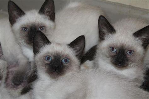 Siamese kittens for sale in aguanga, california united states. Gorgeous Siamese Kittens For Sale for Sale in Ashtabula ...