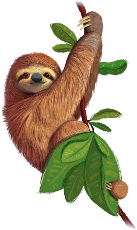 Kindergarten Through 6th Grade Three Toed Sloth Clipart Large Size