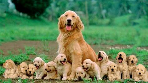 Mom Golden Retriever Dog Giving Birth To 14 Cute Puppies