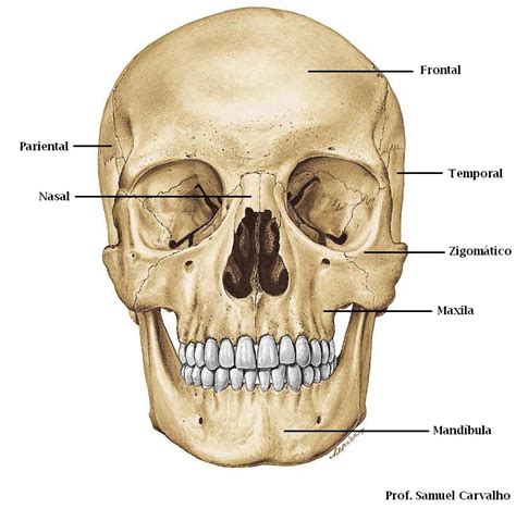 Ossos Do Cranio Vista Frontal