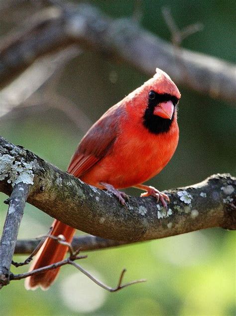 State Bird Of Illinois Northern Cardinal State Birds Northern