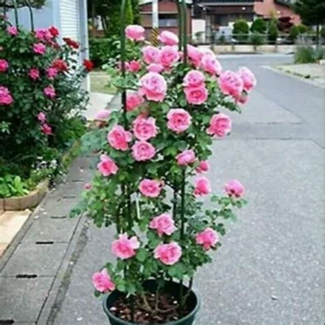 Sedikit tips penjagaan pokok bunga ros dari saya mengikut pengetahuan dan cara yang saya amalkan. Pokok Bunga Ros Menjalar