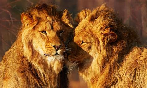 Male Lions Found Fornicating In Yorkshire Wildlife Park Gayety