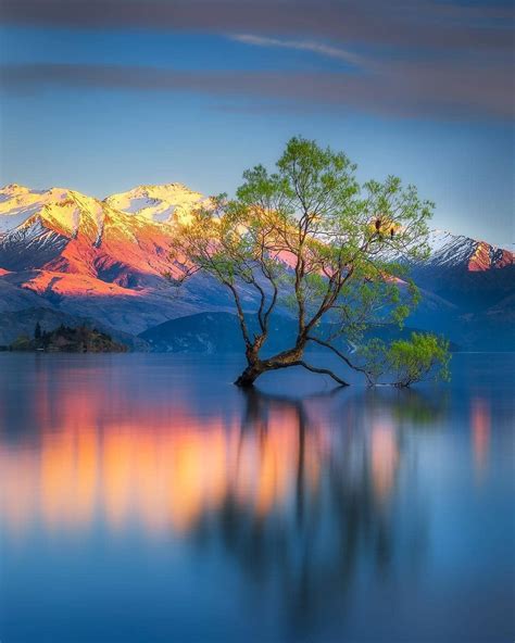 That Wanaka Tree New Zealand Beautiful World Beautiful Places
