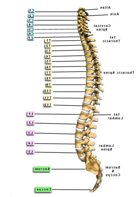 The most complete ultimate home study course in human anatomy and physiology. Vertebrae - Yahoo Search Results Yahoo Image Search ...