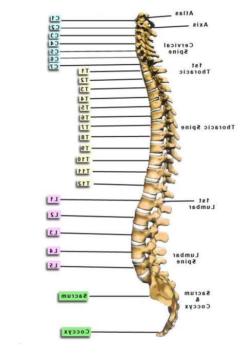 Furthermore, it protects the vital organs and besides, the bones in human body are classified into various categories. Vertebrae - Yahoo Search Results Yahoo Image Search ...