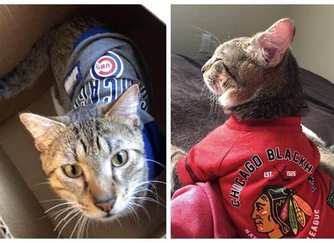 Often found as the first ingredient in cheaper brands of dry cat food, corn has little nutritional benefit for cats and adds unnecessary sugar and carbohydrates to their diet. Even the kitties know about one of the best baseball teams ...