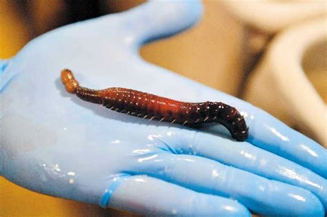 The Story Of How A Worm Turned Into A Lifesaver Shanghai Daily