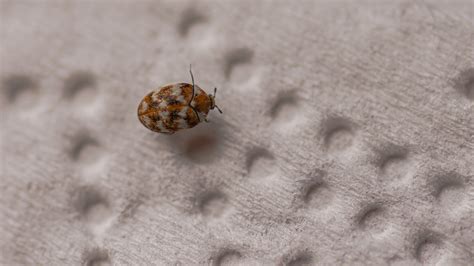 Why Do I Have Carpet Beetles In My Bedroom Review Home Co