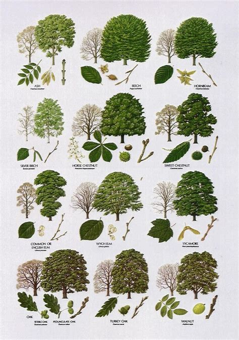 Broadleaved Poster Bäume Tree Leaf Identification Tree