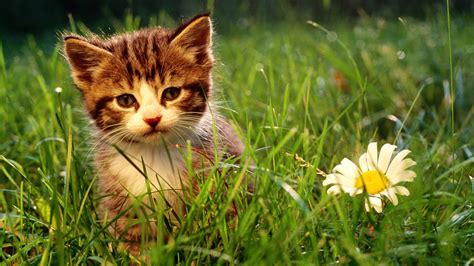 Hintergrundbilder Gras Whiskers Wilde Katze Blume Pflanze Kätzchen Wiese Fauna Prärie