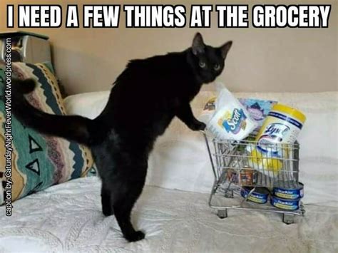 Cat Has Been Shopping 9gag