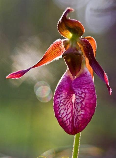 L Orchidée Rare La Plus Bizarre Ou Quand Les Orchidées Imitent La Vie Archzine Fr Orquídeas