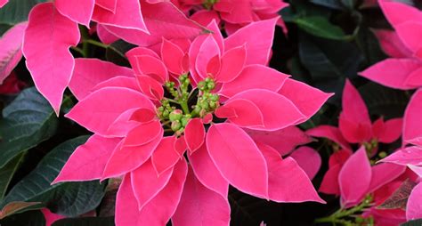 Photo Gallery Reinventing The Poinsettia A Classic Christmas Flowers