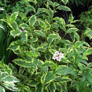 Flowering bushes can be a fantastic focal point in your yard. The Weigela Florida Shrub | Shrubs, Plants, Garden