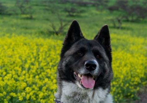 Top 20 Best German Shepherd Mixes Marvelous Dogs