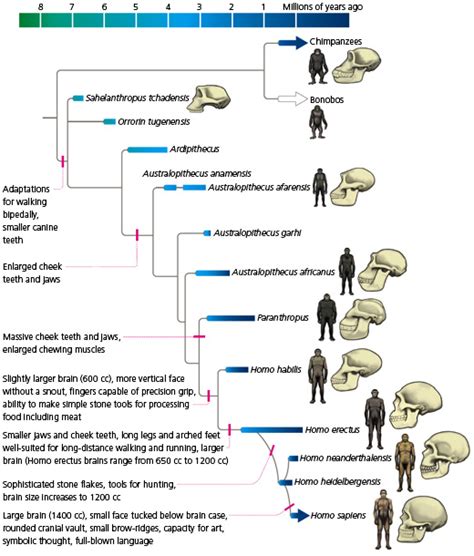Evolution Of Humans