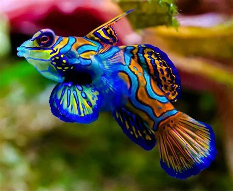 Pin By Rob Thomas On Beauty In Photosscenery Art Etc Mandarin Fish