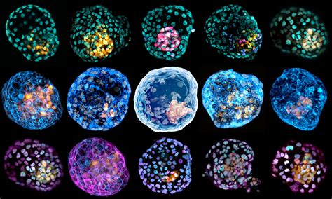 Human Stem Cells Mimic Embryos Earliest Stage Realclearscience