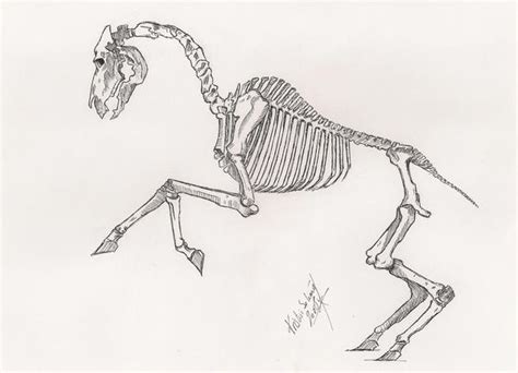 Skeleton Horse By Shae The Nightmare On Deviantart