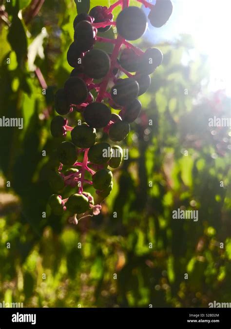 Bright Blue And Purple Berries On The Vine In Nature On Hot Summers Day