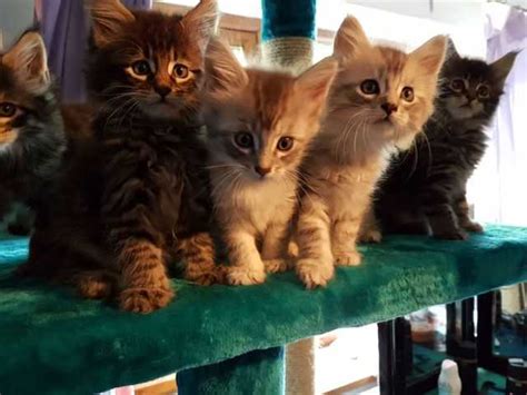 You can't really predict what chances are your cross will exhibit more maine coon traits than bengal, or vice versa. Maine Coon Kittens FOR SALE ADOPTION from Los Angeles ...