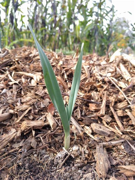Growing Garlic In Southern California Greg Alders Yard Posts Food