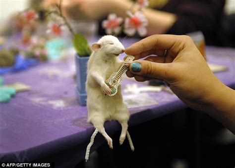 Taxidermy Class Teaches Students How To Stuff Dead Mice And Pose Them