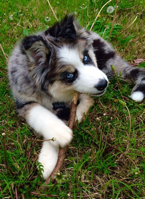 To keep up to date with the latest information on turnaround times for applications, please visit thekennelclub.org.uk/faqs. Husky/ Australian Shepherd Rescue Puppy | Rescue puppies ...