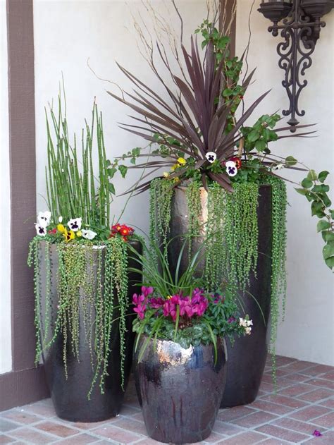 Pin de Robin em Gardening | Plantas em recipientes, Plantas de exterior