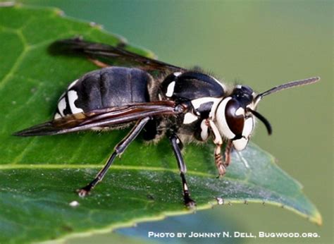 Elm Sawfly And Other Asian Giant Hornet Look Alikes Horticulture And