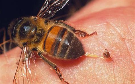 What You Need To Know About Bee Stings Bob Gunn Termite Solutions