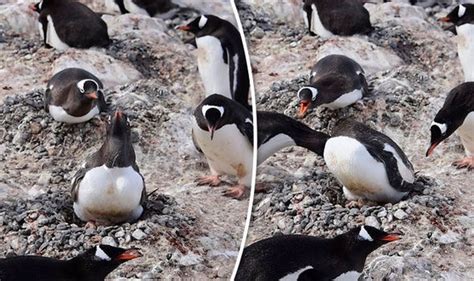 Cheeky Penguins In Antarctica Try To Steal Rocks From Nesting Mother