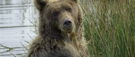 Victory Federal Appeals Court Agrees Yellowstone Grizzly Bears Should