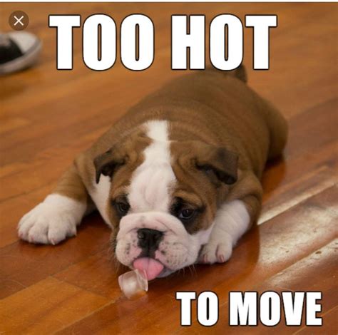 Trending 28 Funny Heat Wave Memes Heat Wave Memes Weather Memes