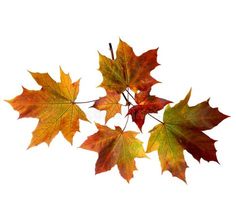 Branch Of Autumn Maple Tree Leaves Isolated On White Background Stock