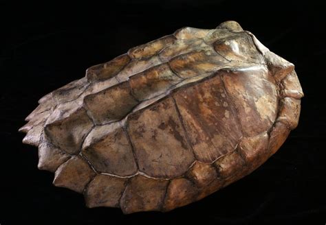 Alligator Snapping Turtle The Story Of Illinois