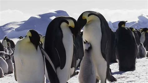 Practically All Emperor Penguins May Be Extinct By 2100 Videos From