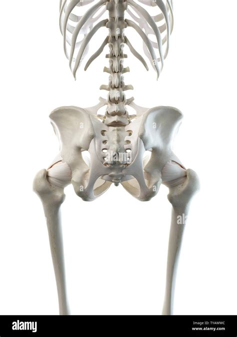 3d Rendered Medically Accurate Illustration Of A Females Skeletal Hip