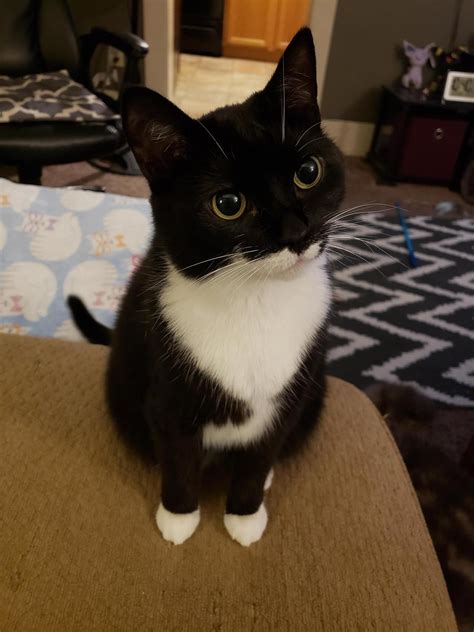 This is called the tickle effect. in cats, it can last up to 6 hours, on how long will it take my dog to recover from anesthesia? Tuxedo Cats Behavior. What Are Tuxedo Cat Personality ...