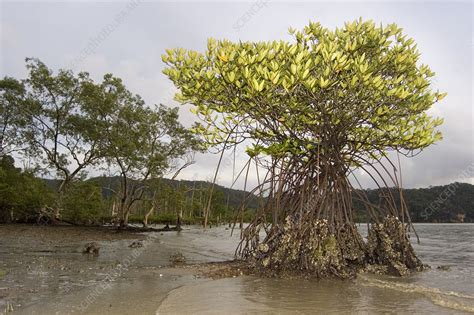 Mangrove Tree And Roots Stock Image E6000136 Science Photo Library