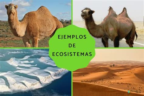 Tipos De Ecosistemas Terrestres Y Ejemplos Características Y Fotos