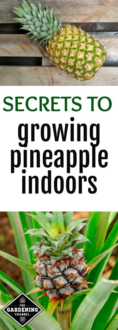 How To Grow A Pineapple Indoors Growing Pineapple Pineapple Planting