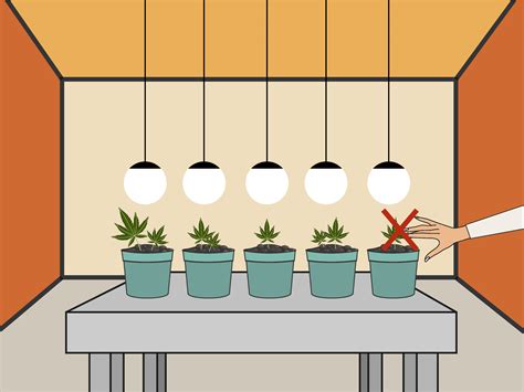 Set up a grow light over the seeds and leave it on at all times. How to Plant Cannabis Seeds Indoors: 15 Steps (with Pictures)