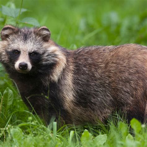 Are Raccoon Dogs Actually Dogs